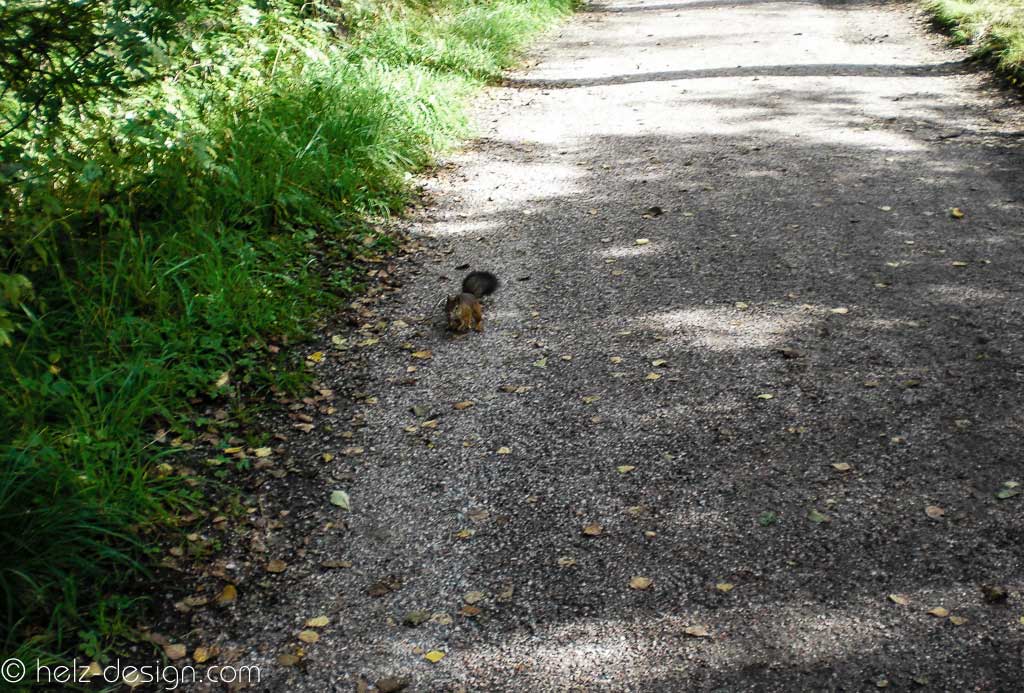 Eichhörnchen – Orava