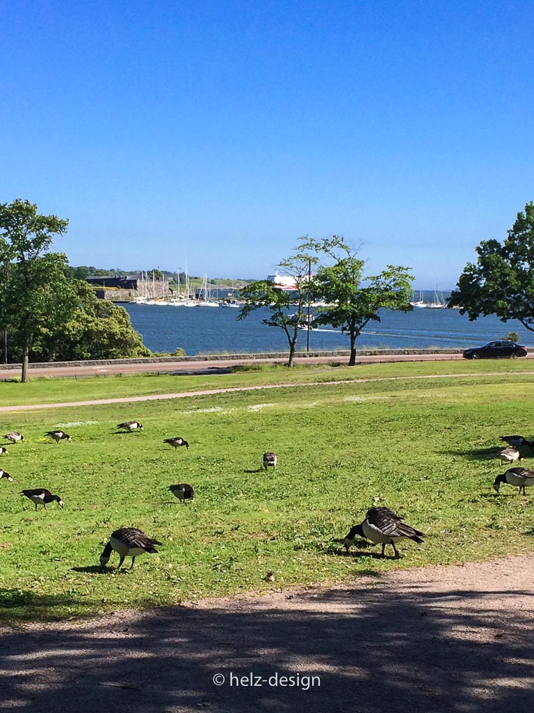 Gänse im Kaivopuisto