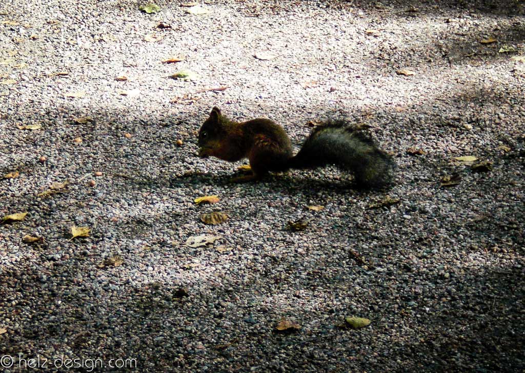 Eichhörnchen – Orava