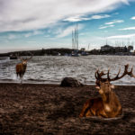 Helsinki Secrets revealed: Deer at Uunisaari