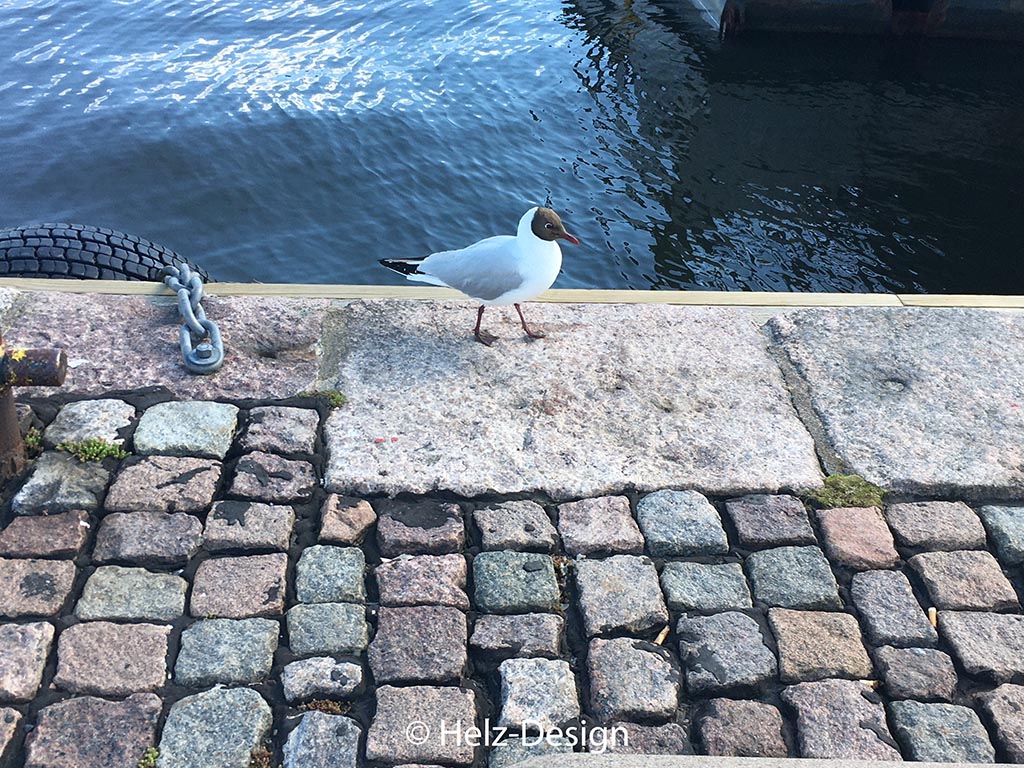 Möwe am Marktplatz