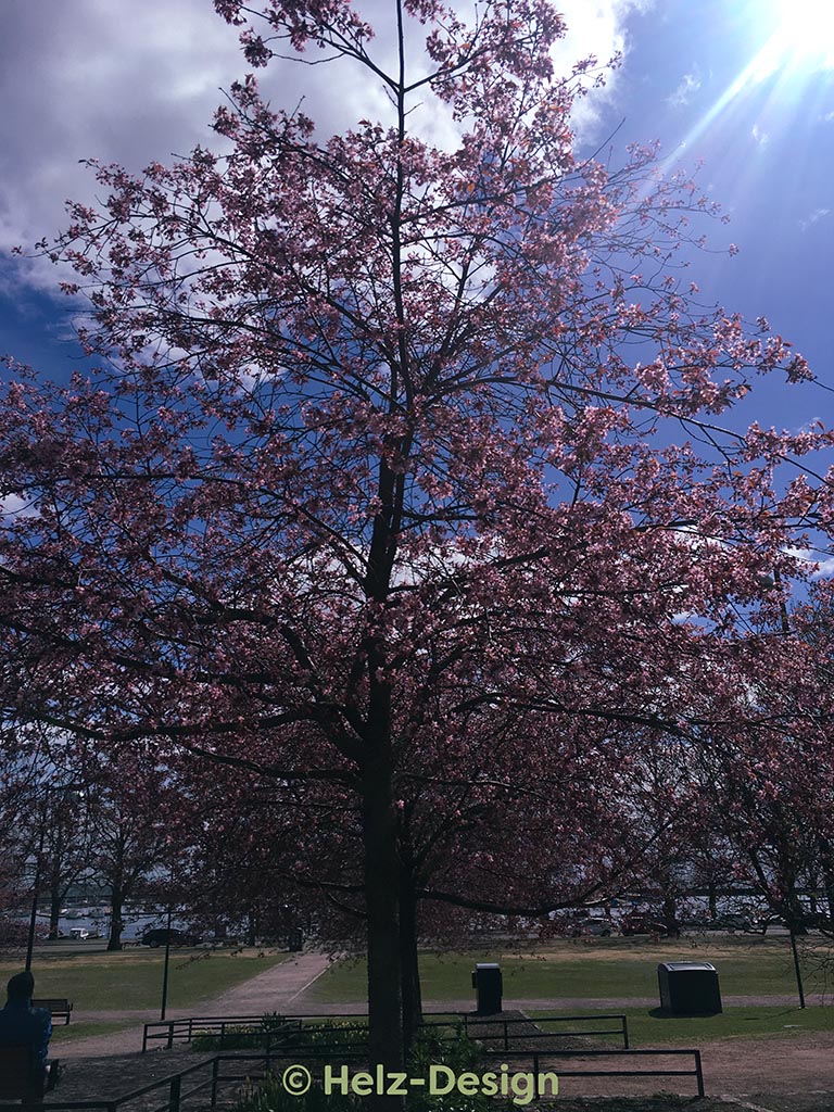 Kirschbäume im Meripuisto