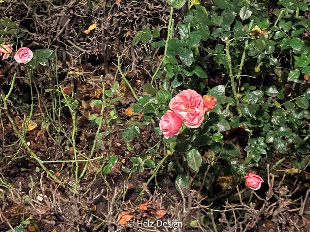 Die letzten Rosen im Esplanadi
